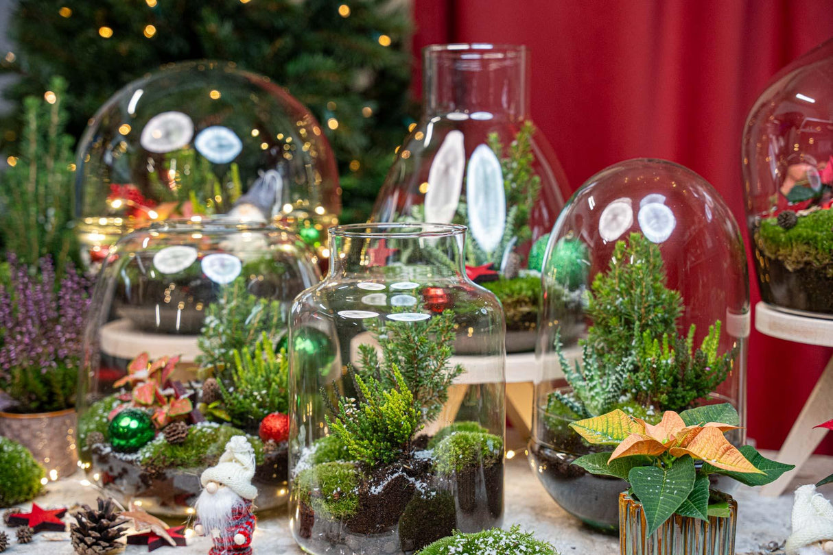 Berry Kerstmis terrarium - Planten terrarium - DIY kit Christmas - Ø 19 cm ↑ 20 cm