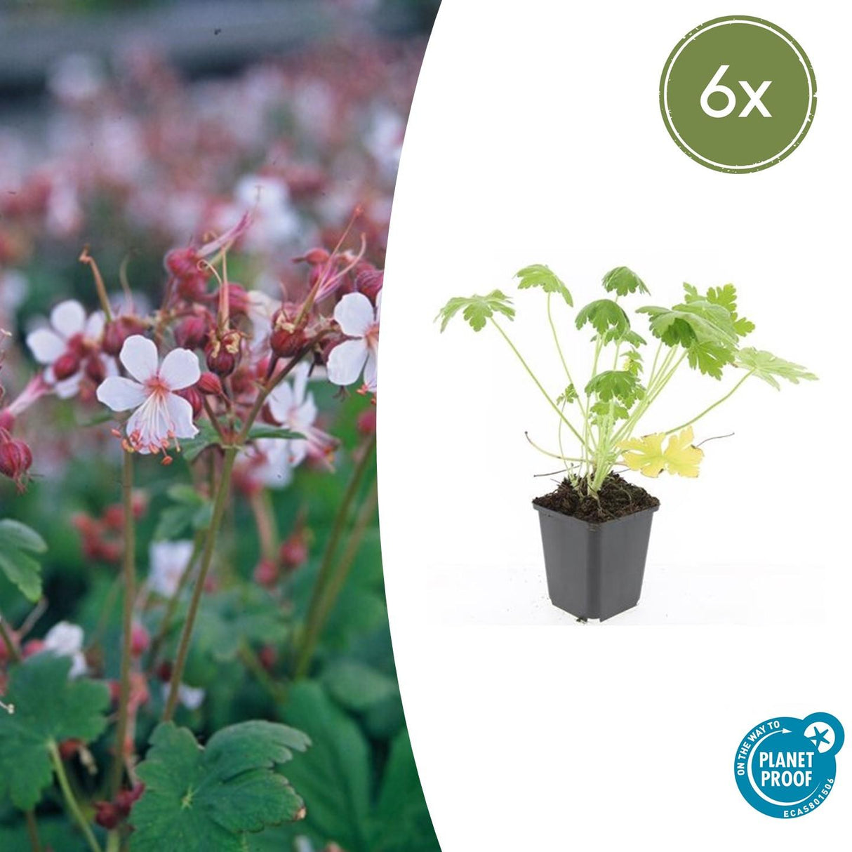 6x Geranium macr. 'Spessart' - ↕10-25cm - Ø9cm