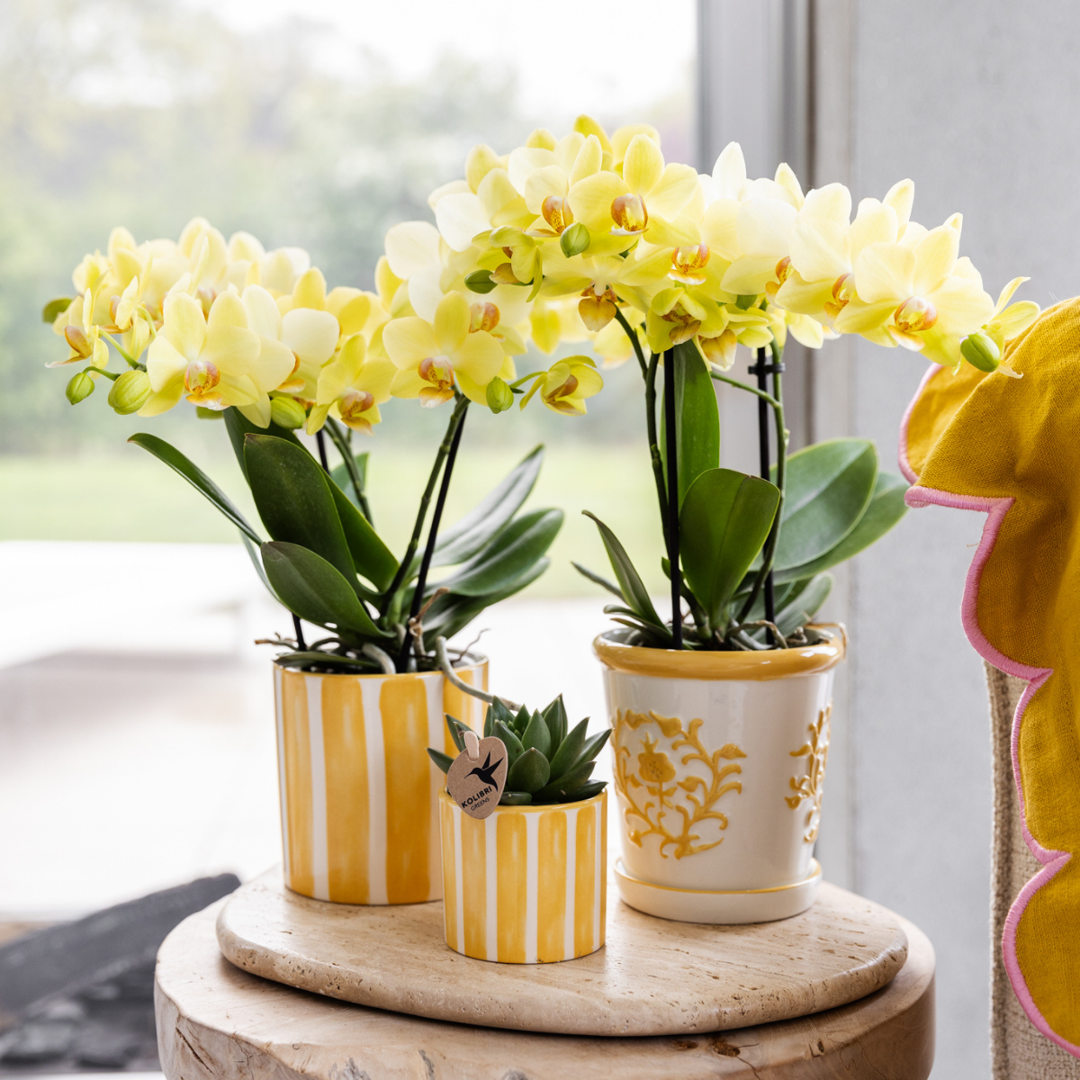 Kolibri Orchids | gele Phalaenopsis orchidee - Albenga - potmaat Ø9cm | bloeiende kamerplant - vers van de kweker