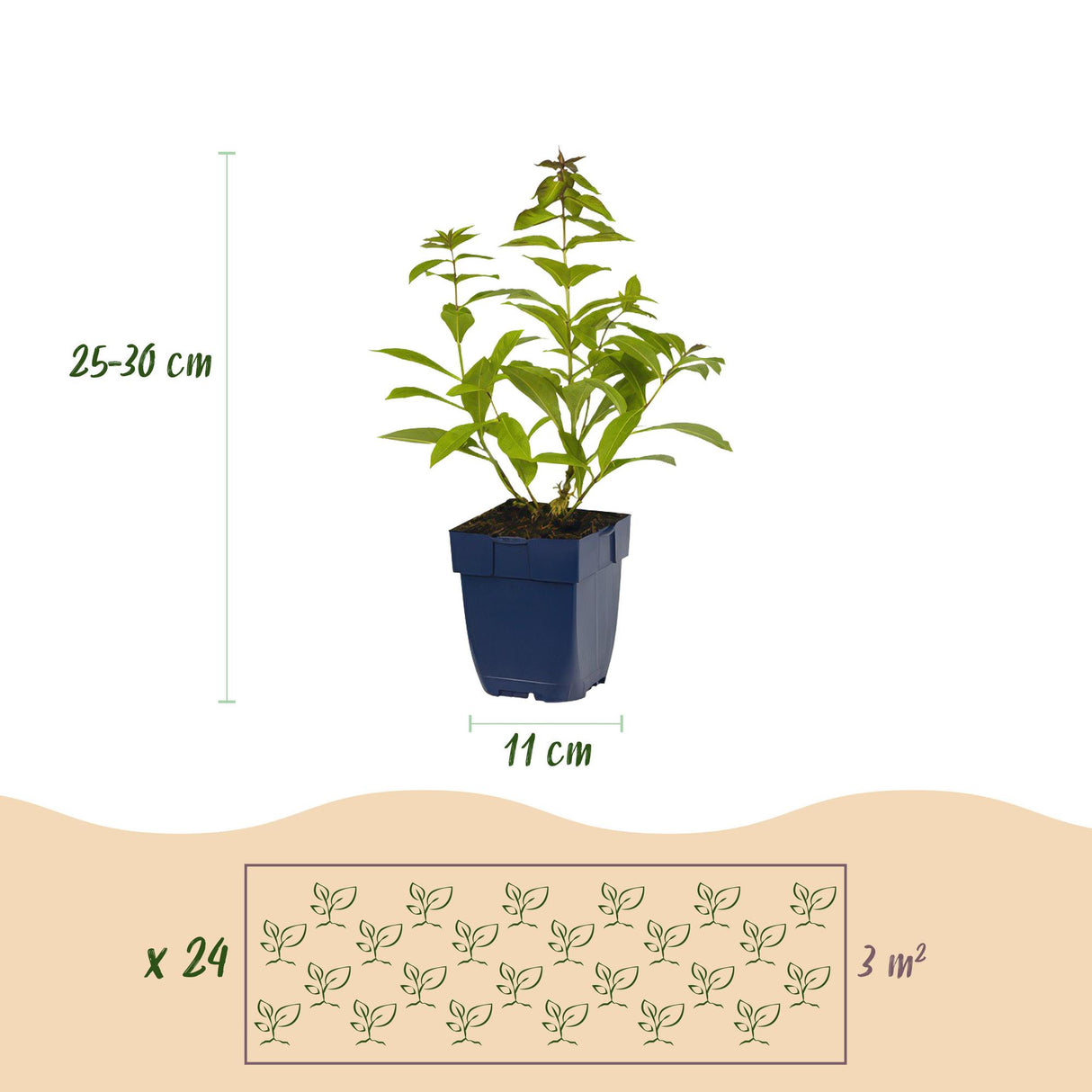 Borderpakket - Geurend - 24 Vaste planten - 3 m2 - Diversen kleuren - Weinig Onderhoud - Pot 11cm