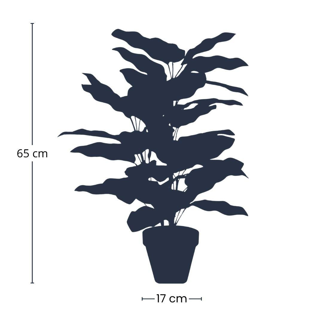 Calathea en pot - 65 cm de hauteur - Plante artificielle