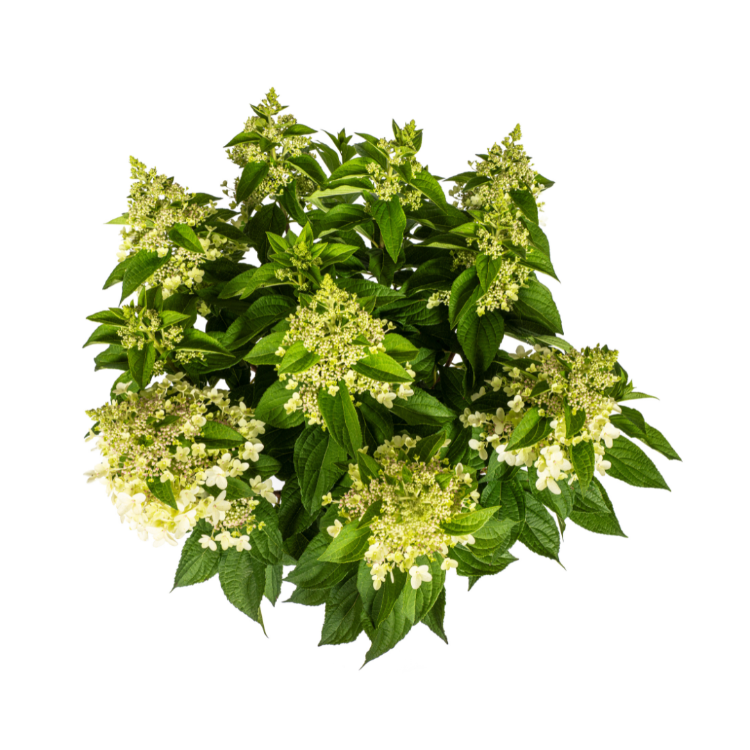 Hydrangea Paniculata Blanche Ø24cm - ↕70cm - Ø80cm