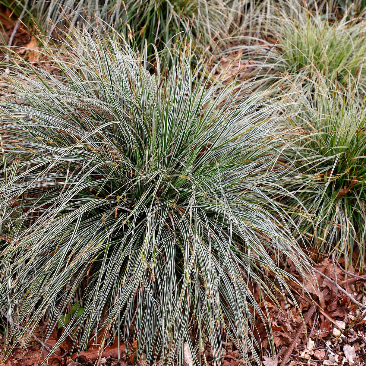 Siergrassen - Carex oshimensis Everest - Wit en Groen - 4 Planten - Bladhoudend - Weinig Onderhoud - Pot 17cm Hoogte 50cm