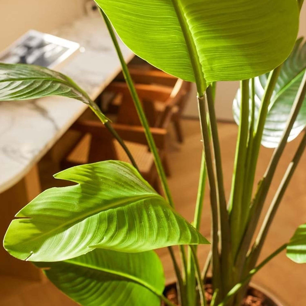 Strelitzia nicolai - 180 cm - In zwarte pot - Kunstplant