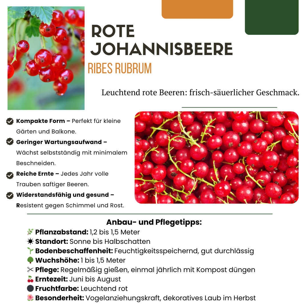 3 x Biologische Kruisbessenplanten - ↕20 cm - Ø 13 cm