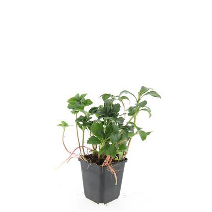 48x Pachysandra Sorte 'Green Sheen' - ↕10-25cm - Ø9cm