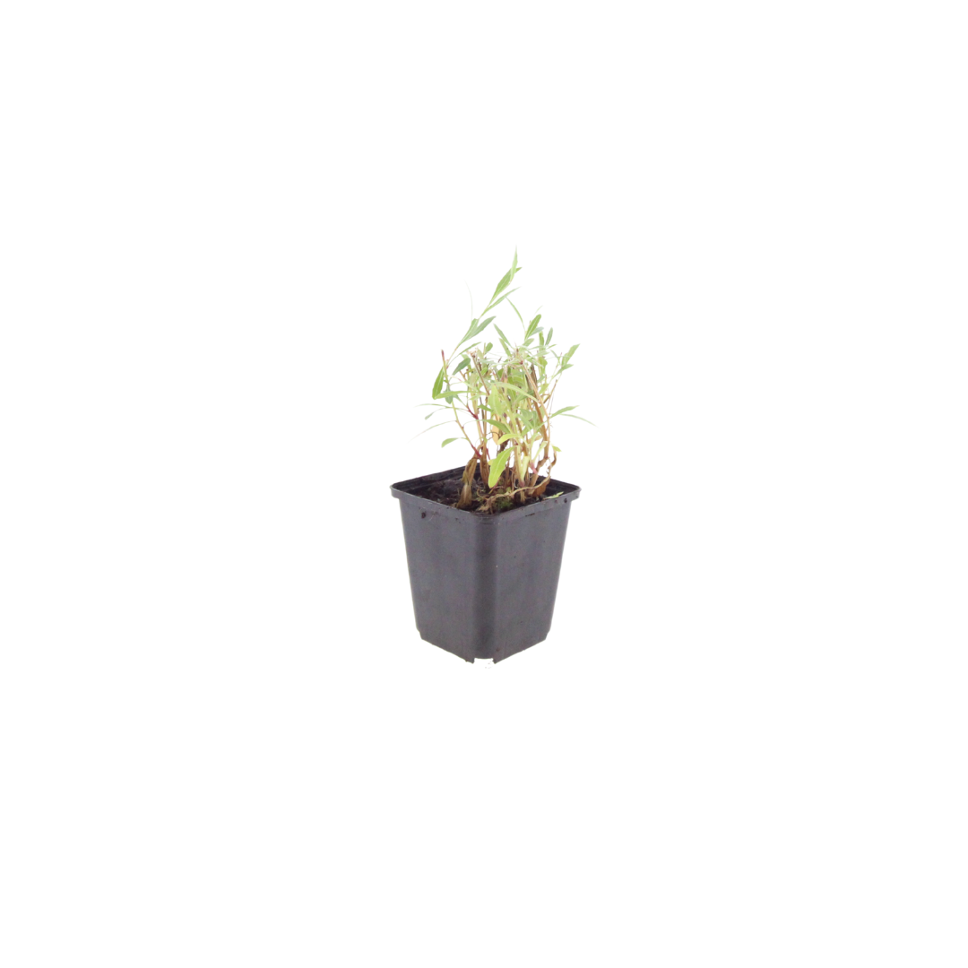48x Gaura lindheimeri - ↕10-25cm - Ø9cm