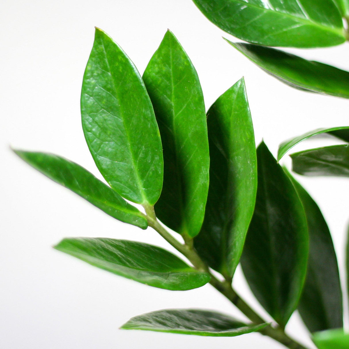 Zamioculcas Zamiifolia met Sofia mand naturel - 80cm - Ø21