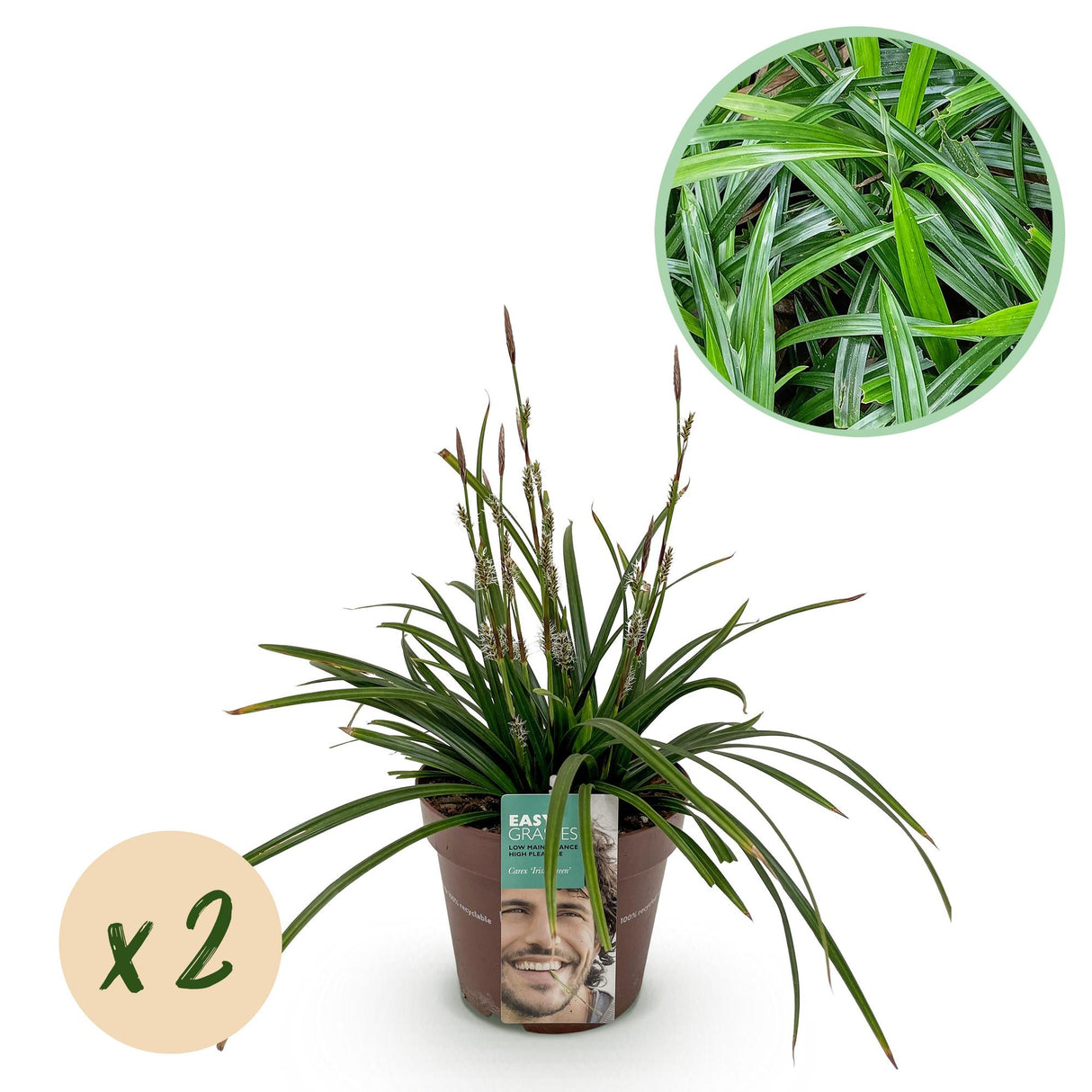 Siergrassen - Carex morrowii Irish Green - Groen & Geel - 2 Planten - Bladhoudend - Weinig Onderhoud - Pot 17cm Hoogte 50cm