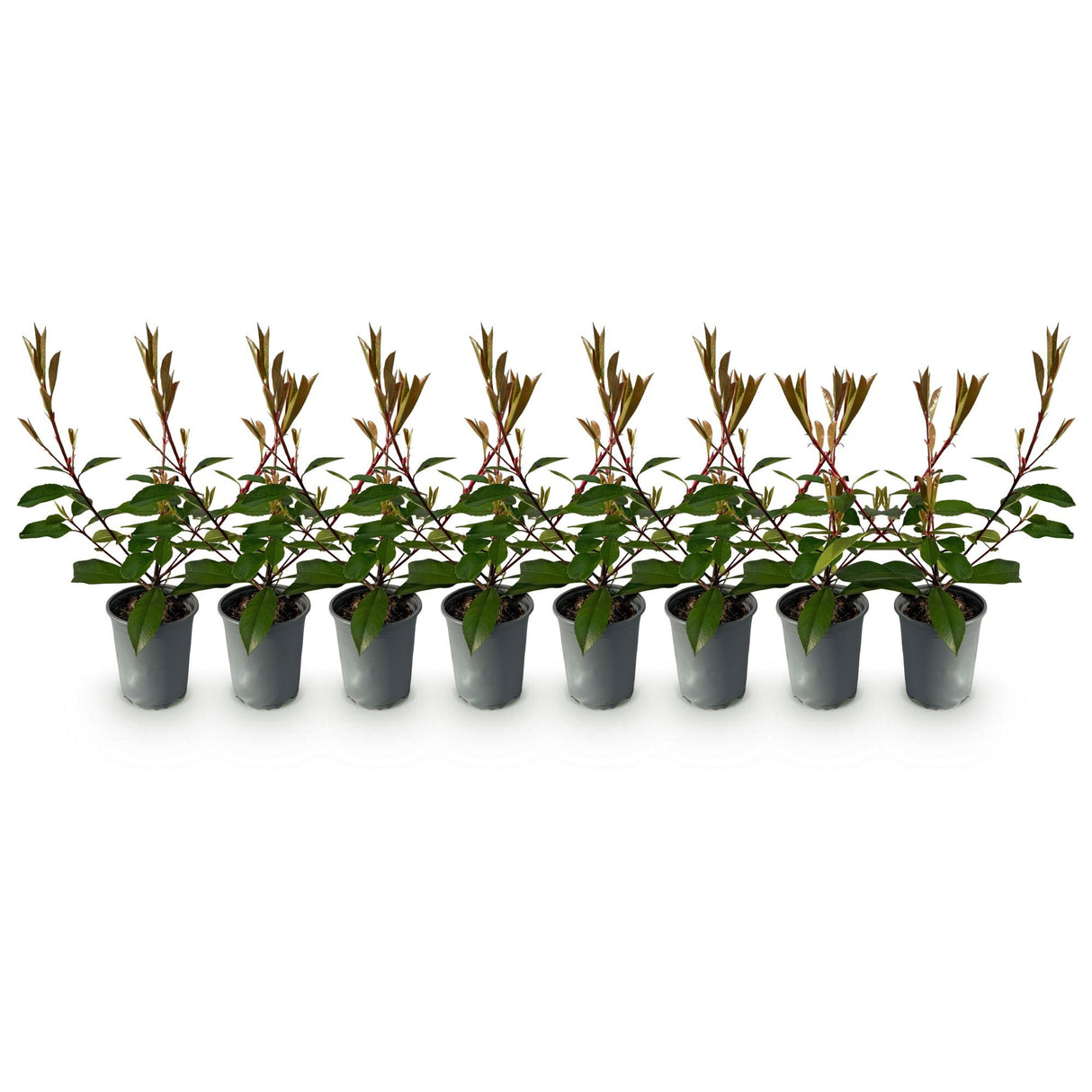 Green boutiQ - Haagplanten - Photnia fraseri Red Robin - blad rood groen - 8 planten - 1 strekkende meter - groenblijvend - pot 9cm hoogte 30-35cm