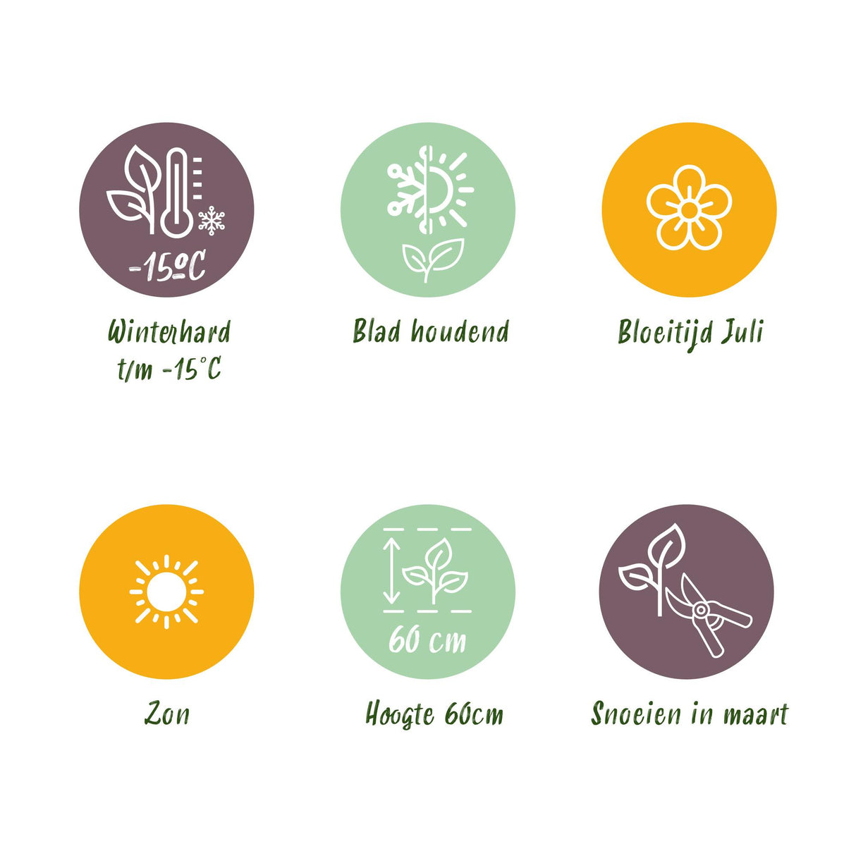 Siergrassen - Uncinia rubra Everflame - Rood - 2 Planten - Bladhoudend - Weinig Onderhoud - Pot 17cm Hoogte 50cm