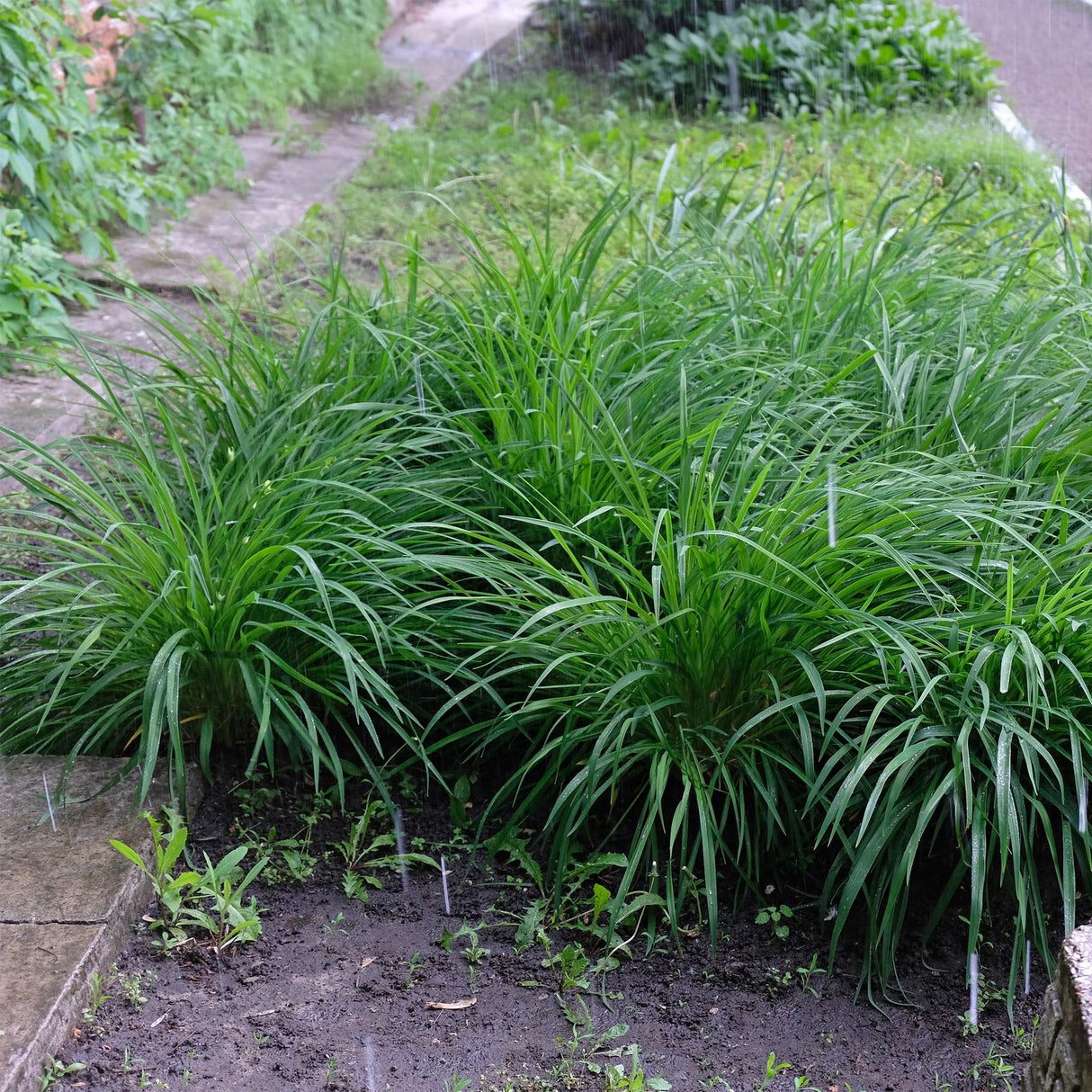 Siergrassen - Carex morrowii Irish Green - Groen & Geel - 2 Planten - Bladhoudend - Weinig Onderhoud - Pot 17cm Hoogte 50cm