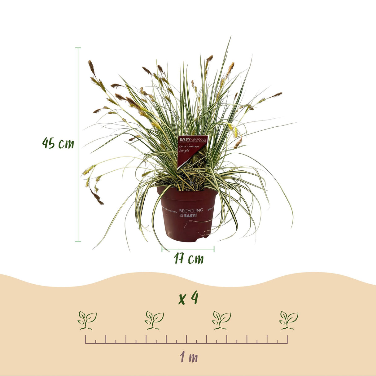 Graminées ornementales - Carex oshimensis Evergold - Jaune & Vert - 4 Plantes - Persistant - Peu d'entretien - Pot 17cm Hauteur 50cm