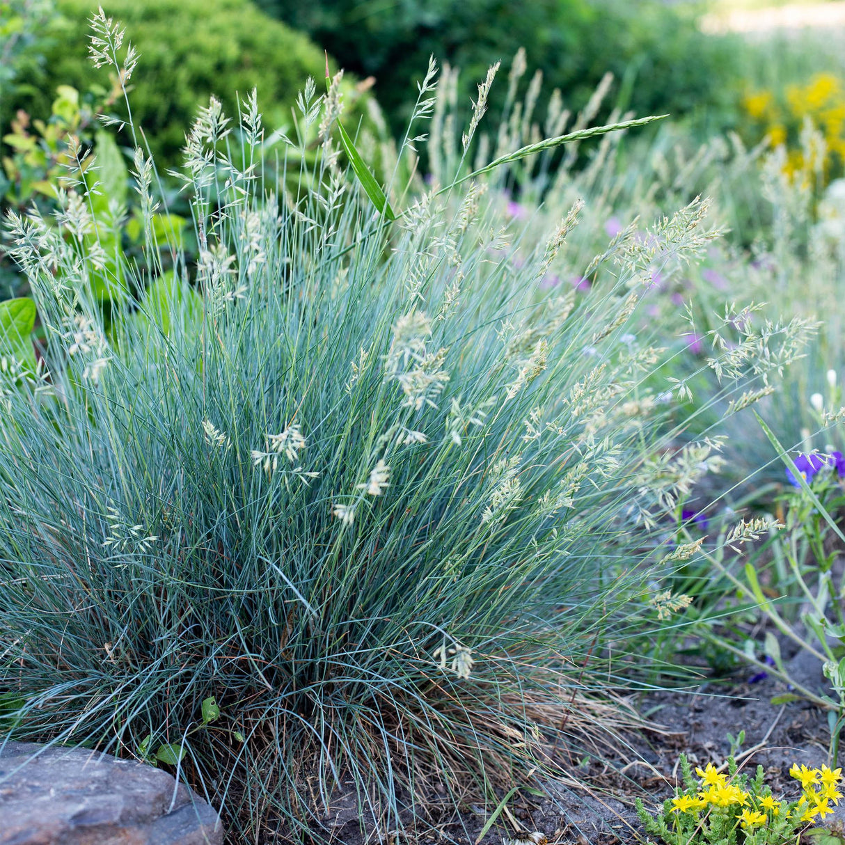 Siergrassen - Festuca glauca Intense Blue - Blauw - 4 Planten - Bladhoudend - Weinig Onderhoud - Pot 17cm Hoogte 50cm