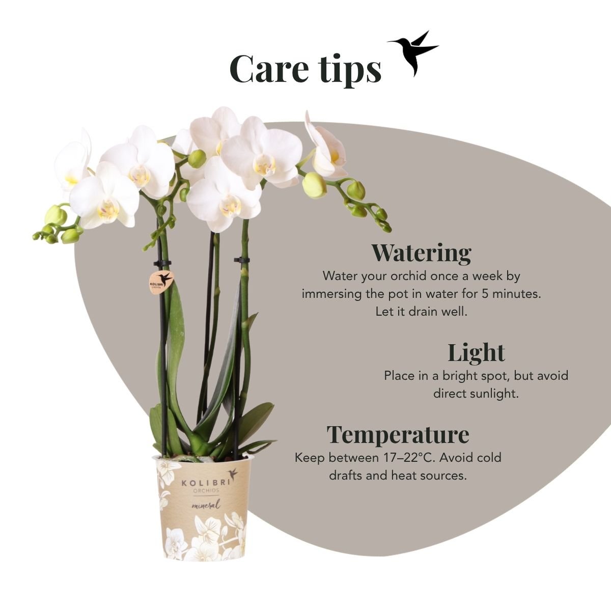 Kolibri Orchids | Witte Phalaenopsis Orchidee - Mineral Amabilis in Chrome Dubbel Sierpot met Giftbox - Ø9 cm