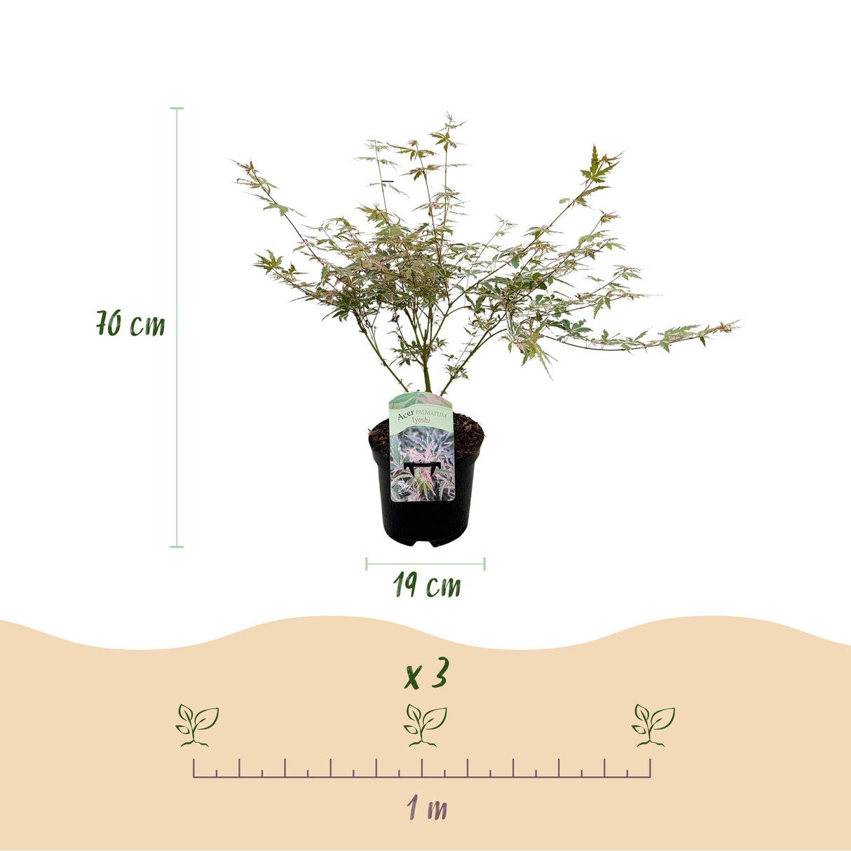 Japanse Esdoorn - Acer palmatum Iyoshi - Roze - x2 - ↕70cm - Ø19cm