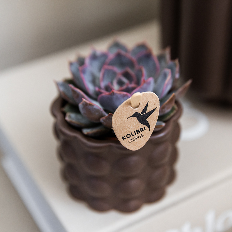 Kolibri Orchids | Plantenset Cotton bruin | Groene planten met witte Phalaenopsis orchidee Ghent in keramieken sierpotten