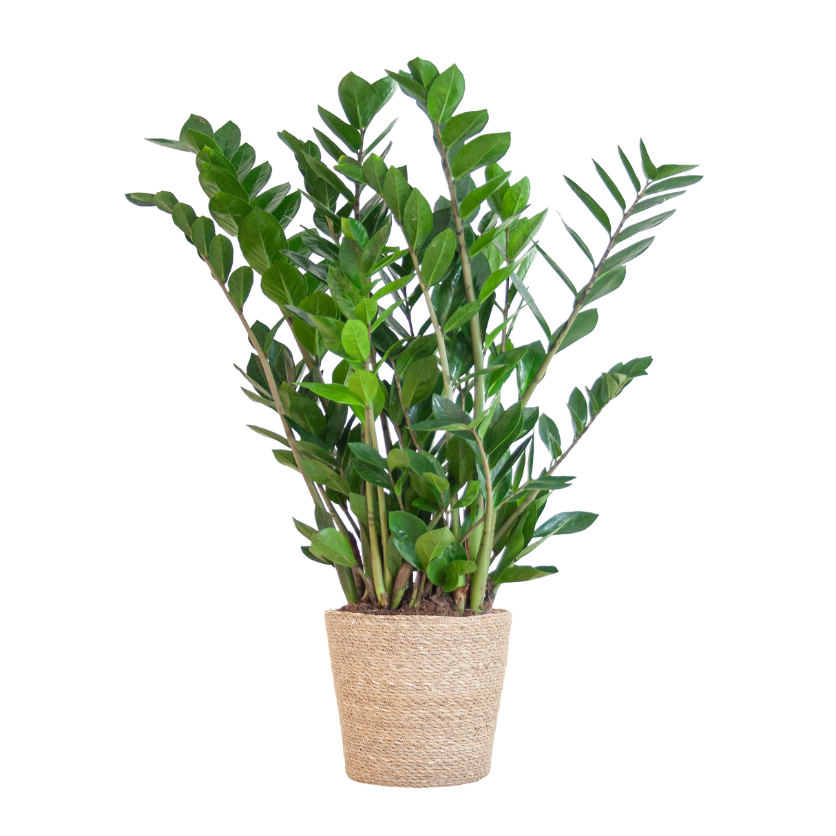 Zamioculcas Zamiifolia met Sofia mand naturel - 80cm - Ø21