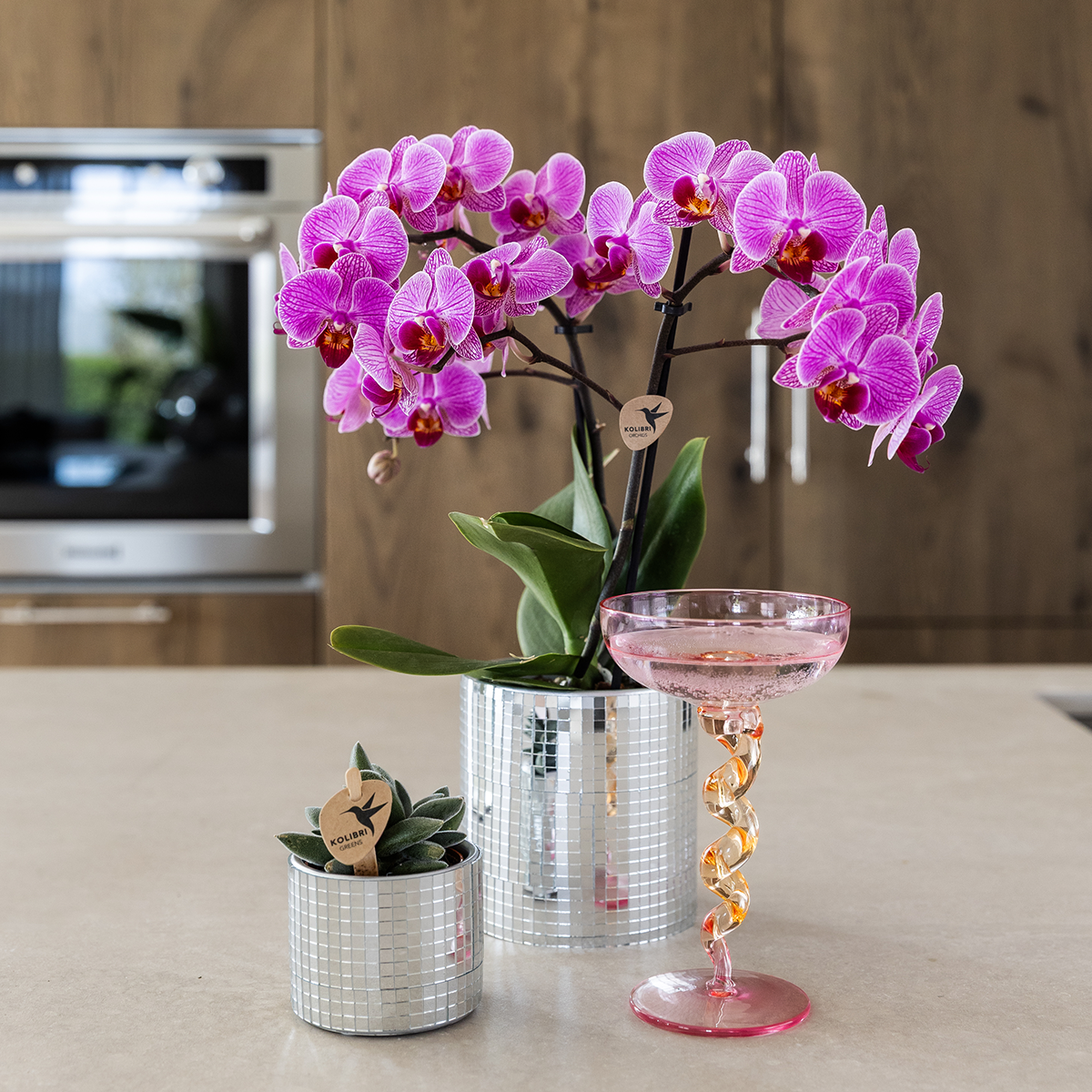 Plantenset Disco | Paarse Vienna orchidee Ø9cm + Succulent incl. keramieken sierpotten