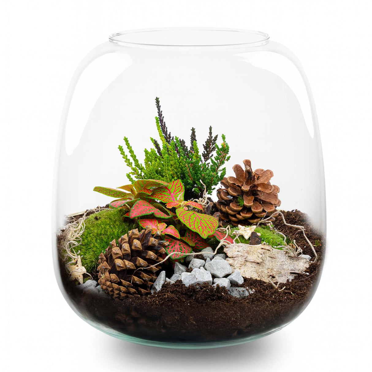 Berry Kerstmis terrarium - Planten terrarium - DIY kit Christmas - Ø 19 cm ↑ 20 cm