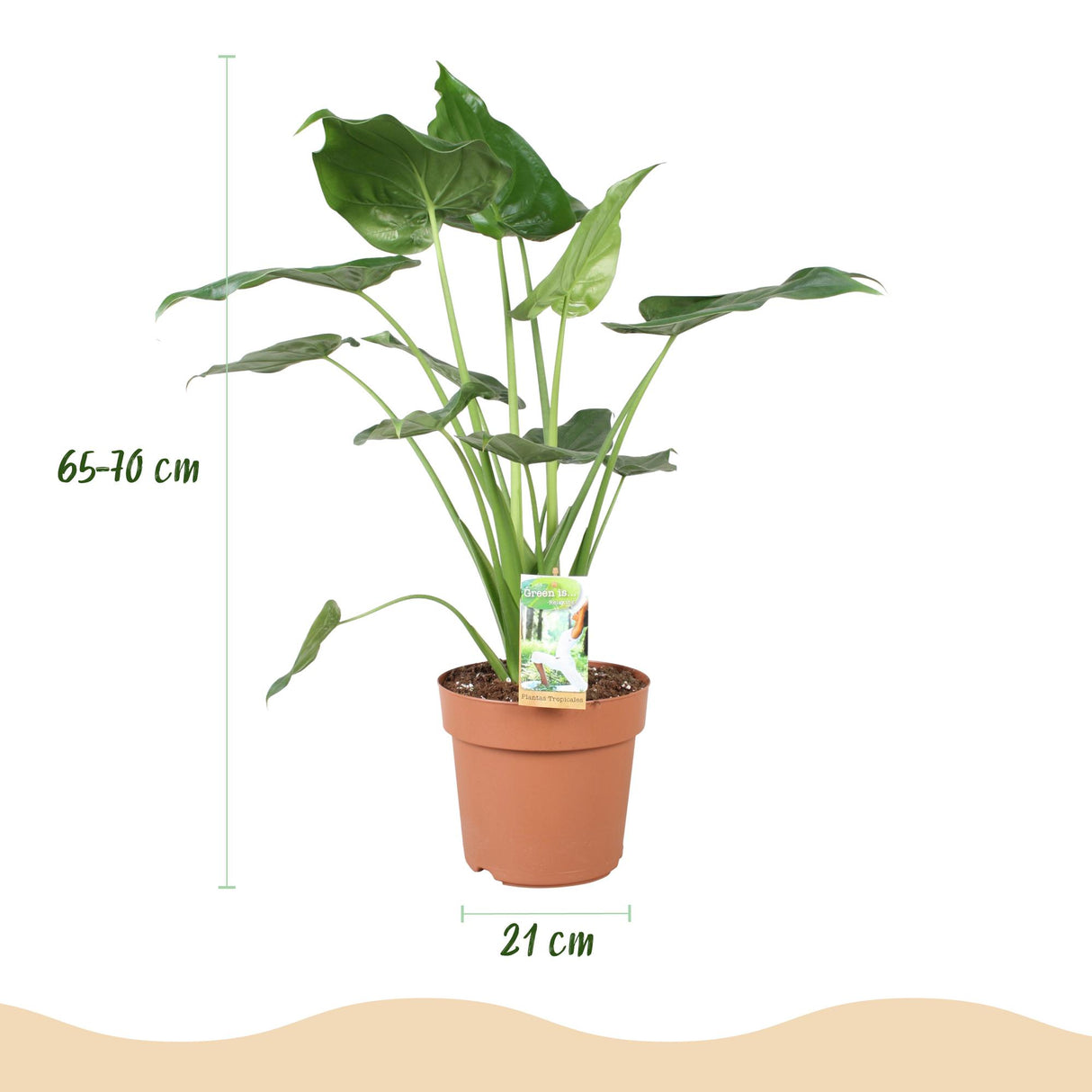 Alocasia Cucullata - Boeddha,s hand - Weinig onderhoud - Groen - 1 Plant - met Potter Grijs - Pot 21cm - Hoogte 65-70cm