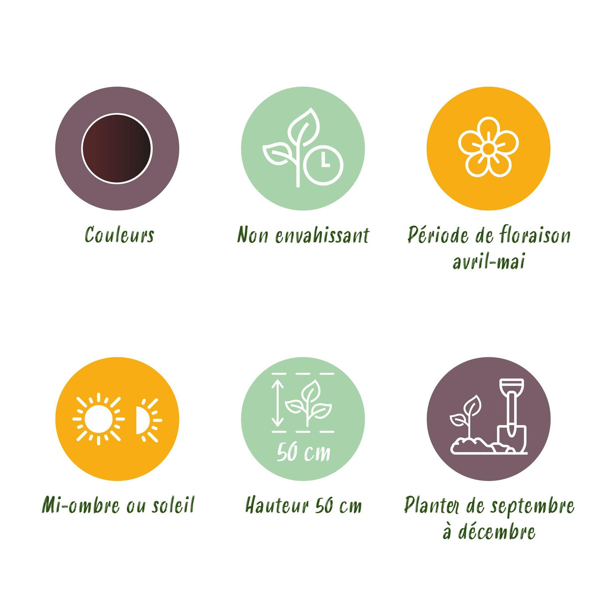 Green boutiQ - Bloembollen - Tulp Triumph Black - Kleur Donker Paars - 12 stuks - Bolmaat 11/12 - XXL Pack