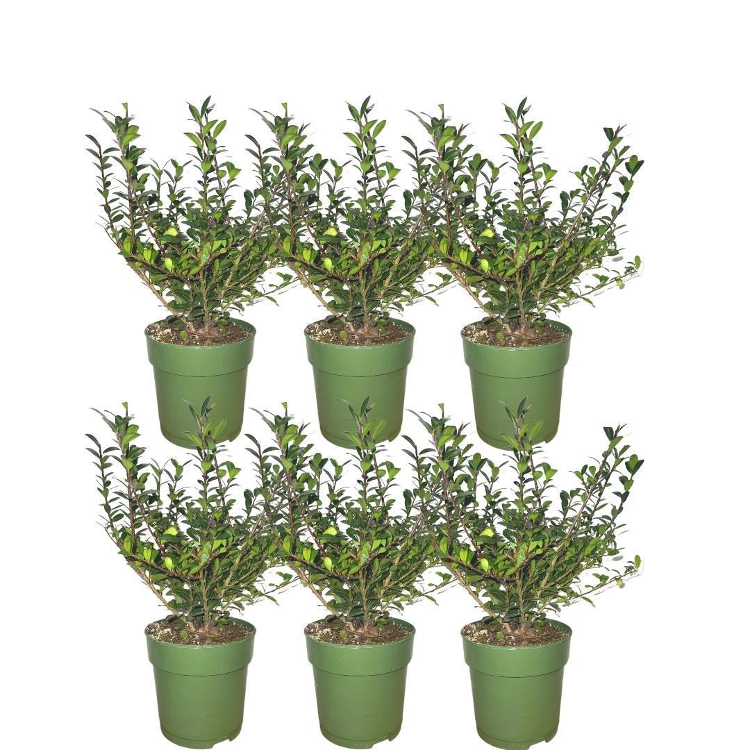 Plants by Frank - 1 meter Hulst haag - Ilex crenata 'Jenny'® - Set van 6 winterharde haagplanten - Groenblijvende haag - Vers van de kwekerij geleverd