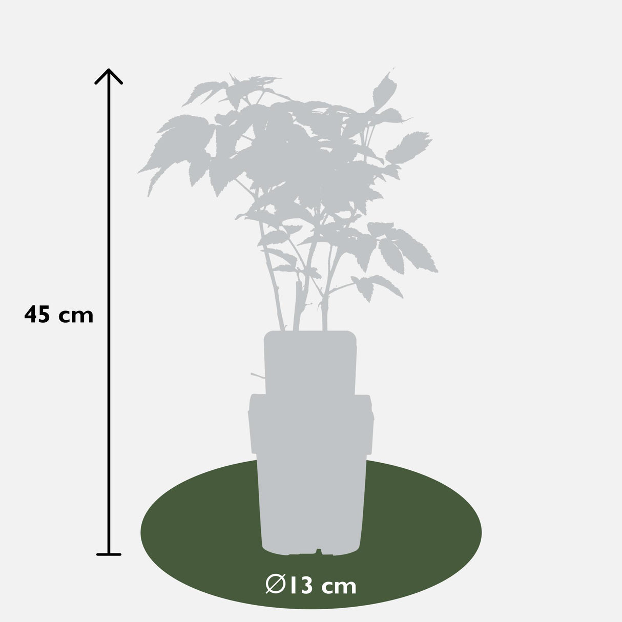 Rubus idaeus 'Malling Promise' - Framboos - ↕45cm - Ø13cm