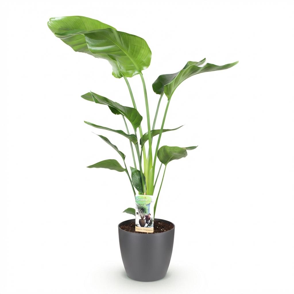 Strelitzia Nicolai - Paradijsvogelbloem - Weinig onderhoud - Groen - 1 Plant - met Potter Grijs - Pot 21cm - Hoogte 110-120cm