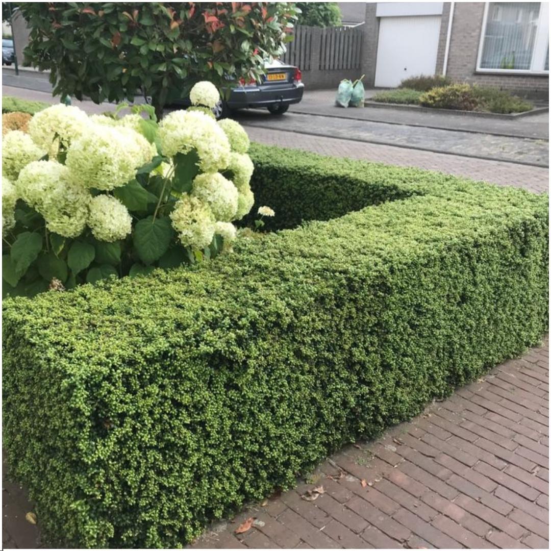 Plants by Frank - 1 meter Hulst haag - Ilex crenata 'Jenny'® - Set van 6 winterharde haagplanten - Groenblijvende haag - Vers van de kwekerij geleverd