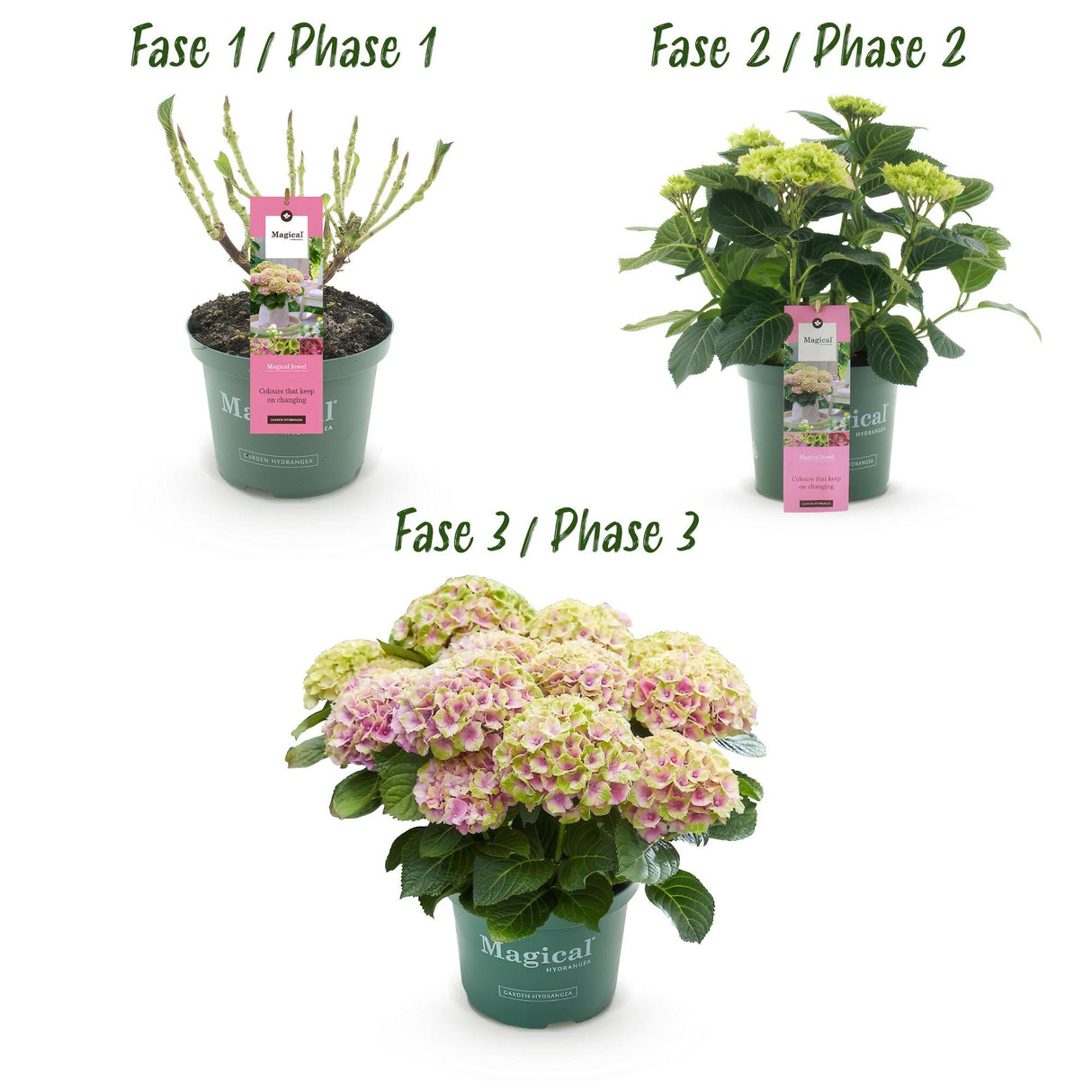 Hortensia - Hydrangea Magical Jewel Pink - Roze - 6-10 Bloemen - 2 Planten - Pot 23cm Hoogte 55cm