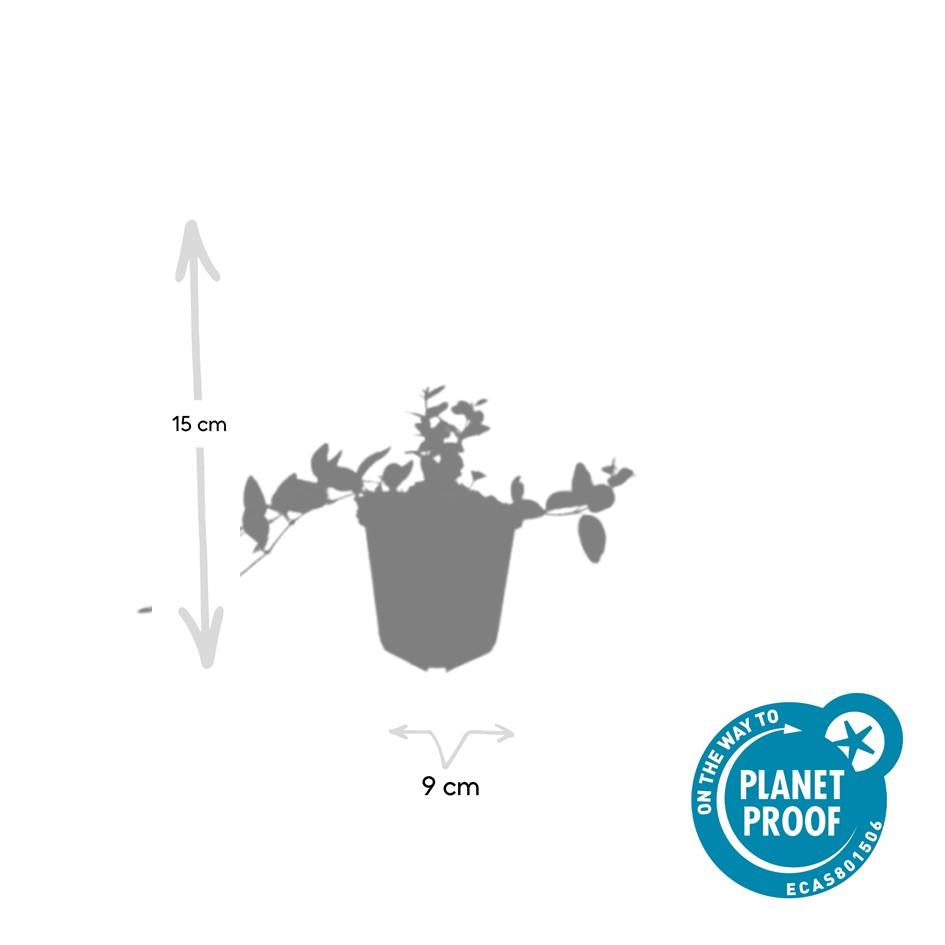 24x Vinca minor 'Ralph Shugert' - ↕10-25cm - Ø9cm