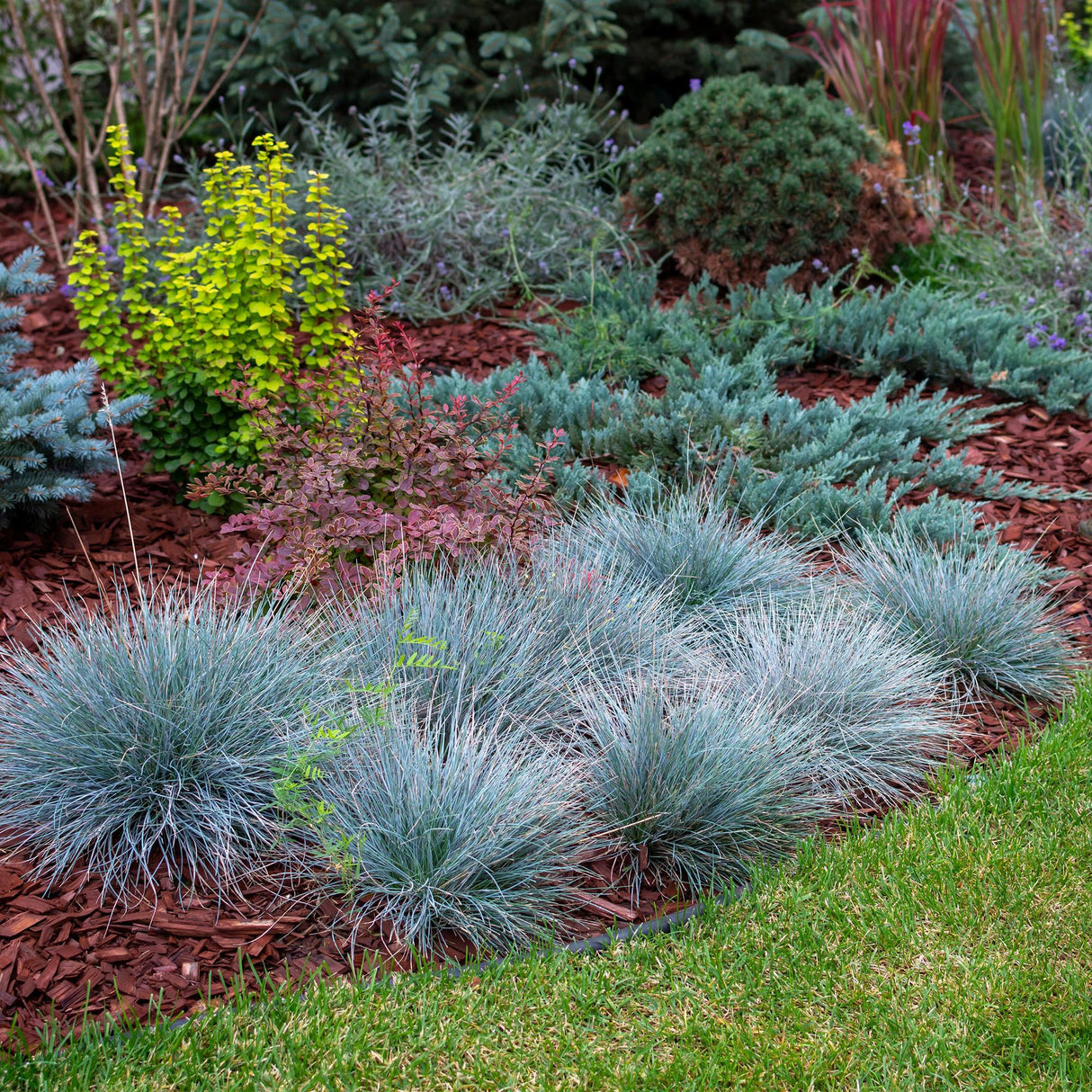 Green boutiQ - Siergrassen - Festuca glauca Intense Blue - Blauw - 2 Planten - Bladhoudend - Weinig Onderhoud - Pot 17cm Hoogte 50cm