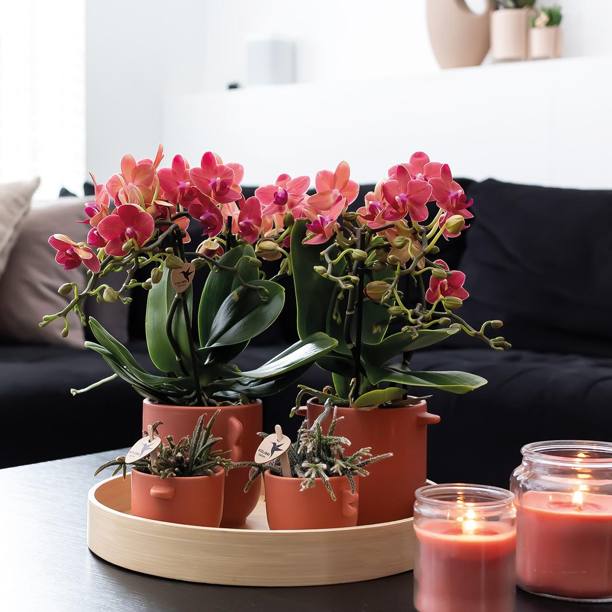 Kolibri Orchids | COMBI DEAL van 2 rode Phalaenopsis orchideeën - Congo - potmaat Ø9cm bloeiende kamerplant - vers van de kweker