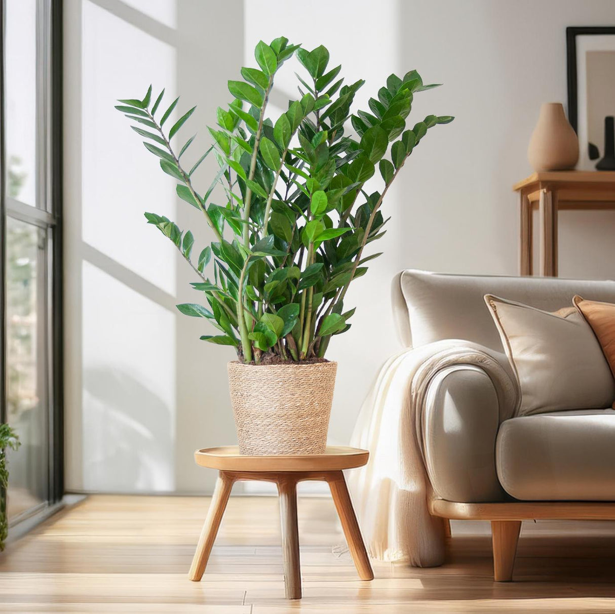 Zamioculcas Zamiifolia met Sofia mand naturel - 80cm - Ø21
