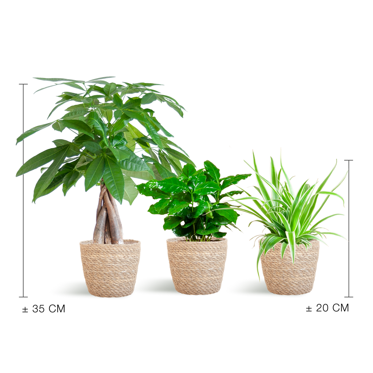 Diervriendelijke Plantenset - incl. Mand - ↕35cm - Ø12cm
