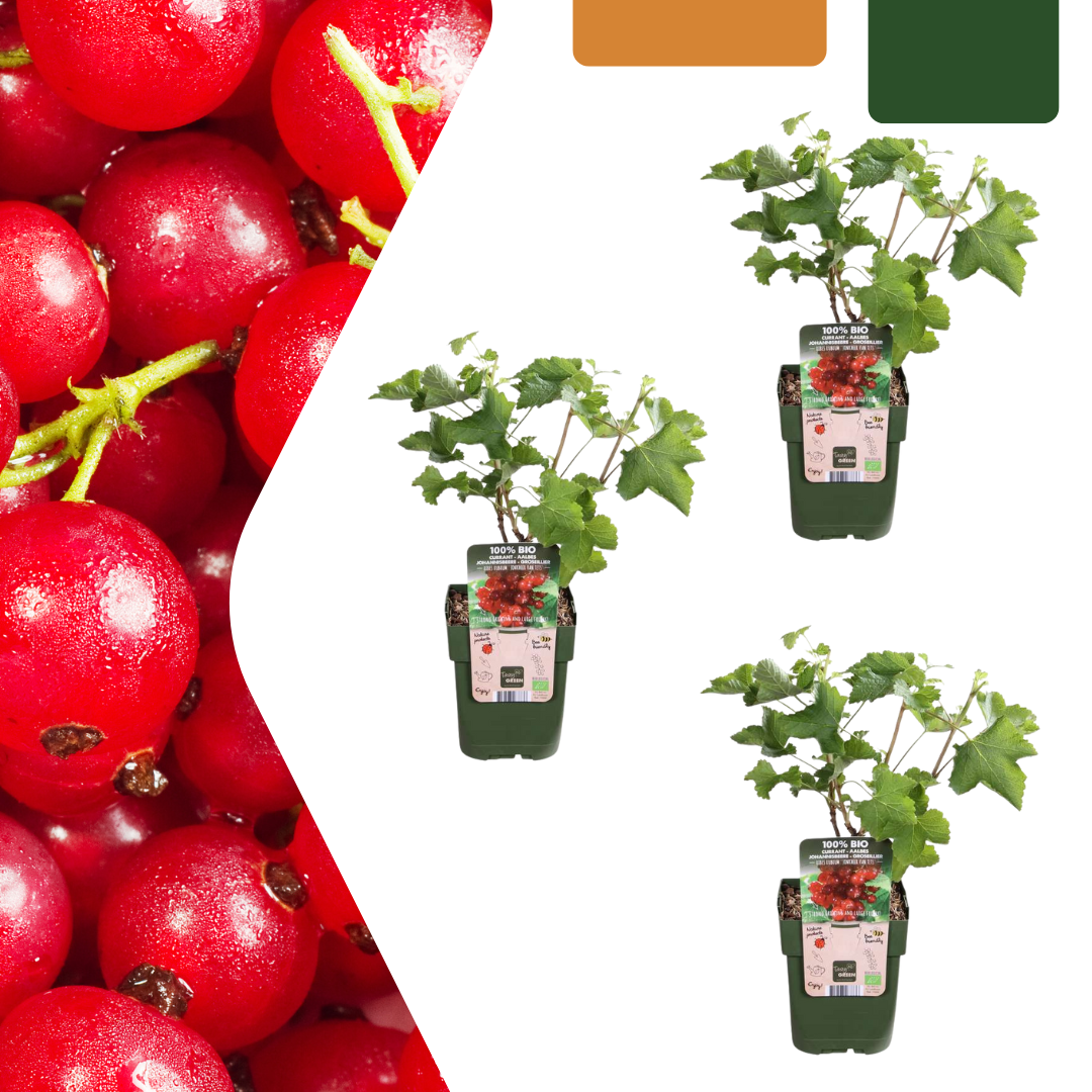 3 x Biologische Kruisbessenplanten - ↕20 cm - Ø 13 cm
