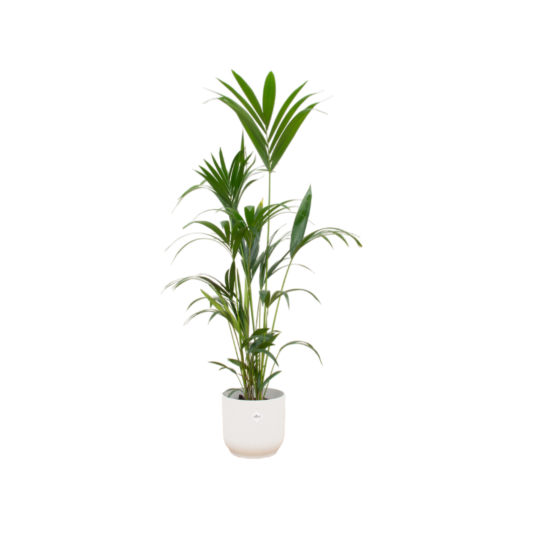 Kentia palm + Pot Wit - ↕160 cm - Ø30cm