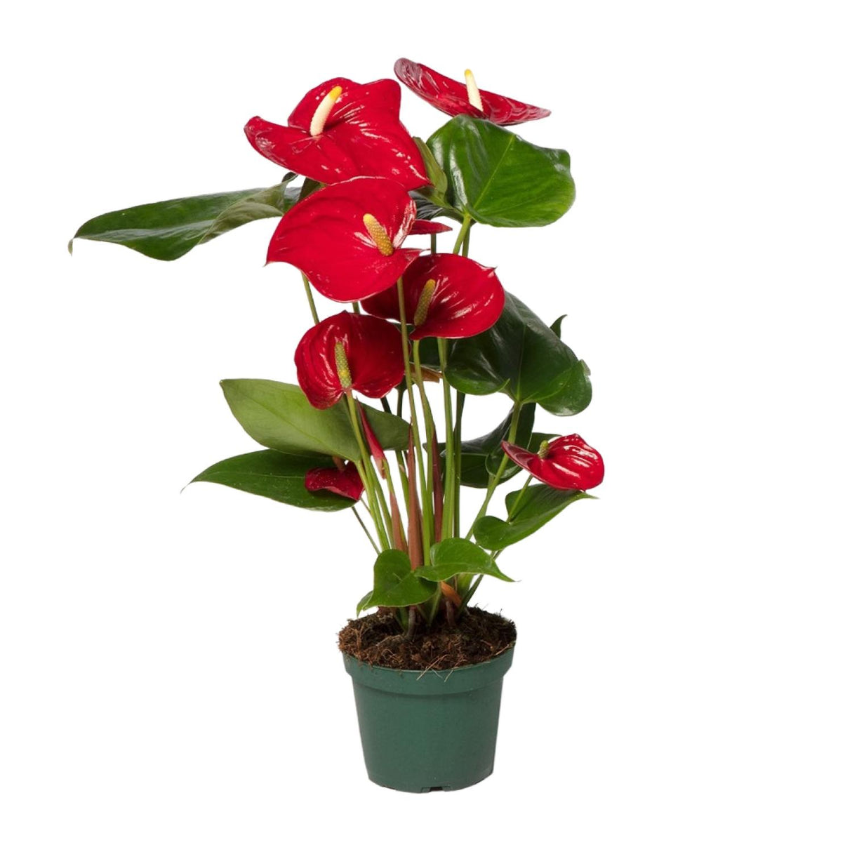 Flamingoplant / Anthurium – ↕40cm – ⌀12cm