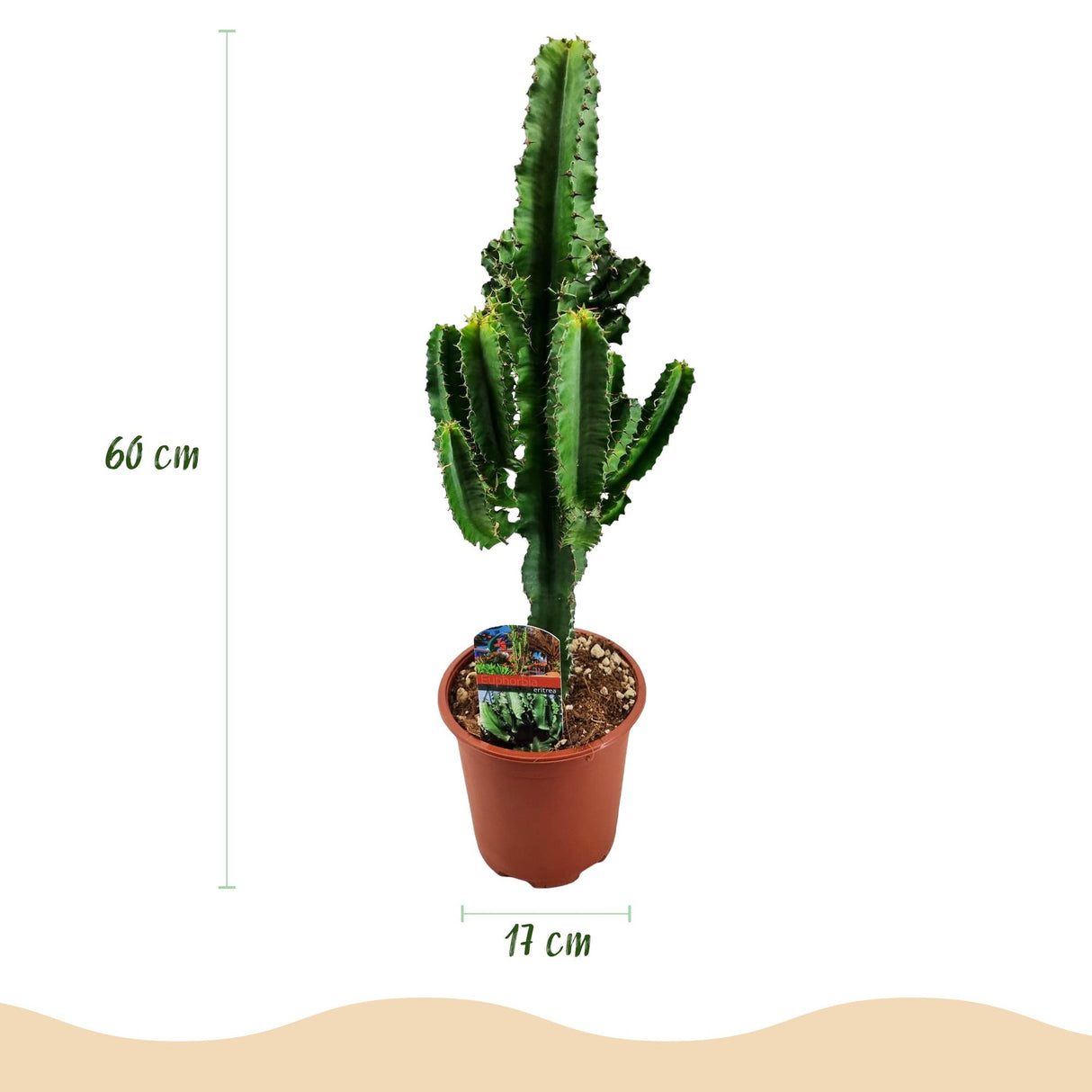 Green boutiQ - Kamerplant - Euphorbia eritrea - Afrikaanse melkboom - Weinig onderhoud - Groen - 2 - Pot 17cm - Hoogte 60cm