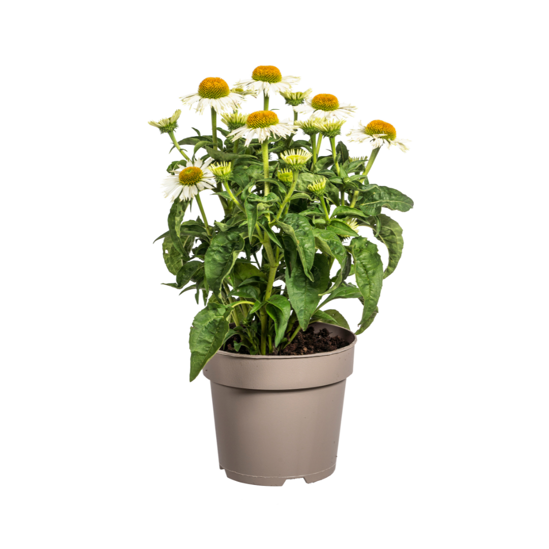 Echinacea Purpurea Blanche Ø19cm - ↕60cm - Ø70cm