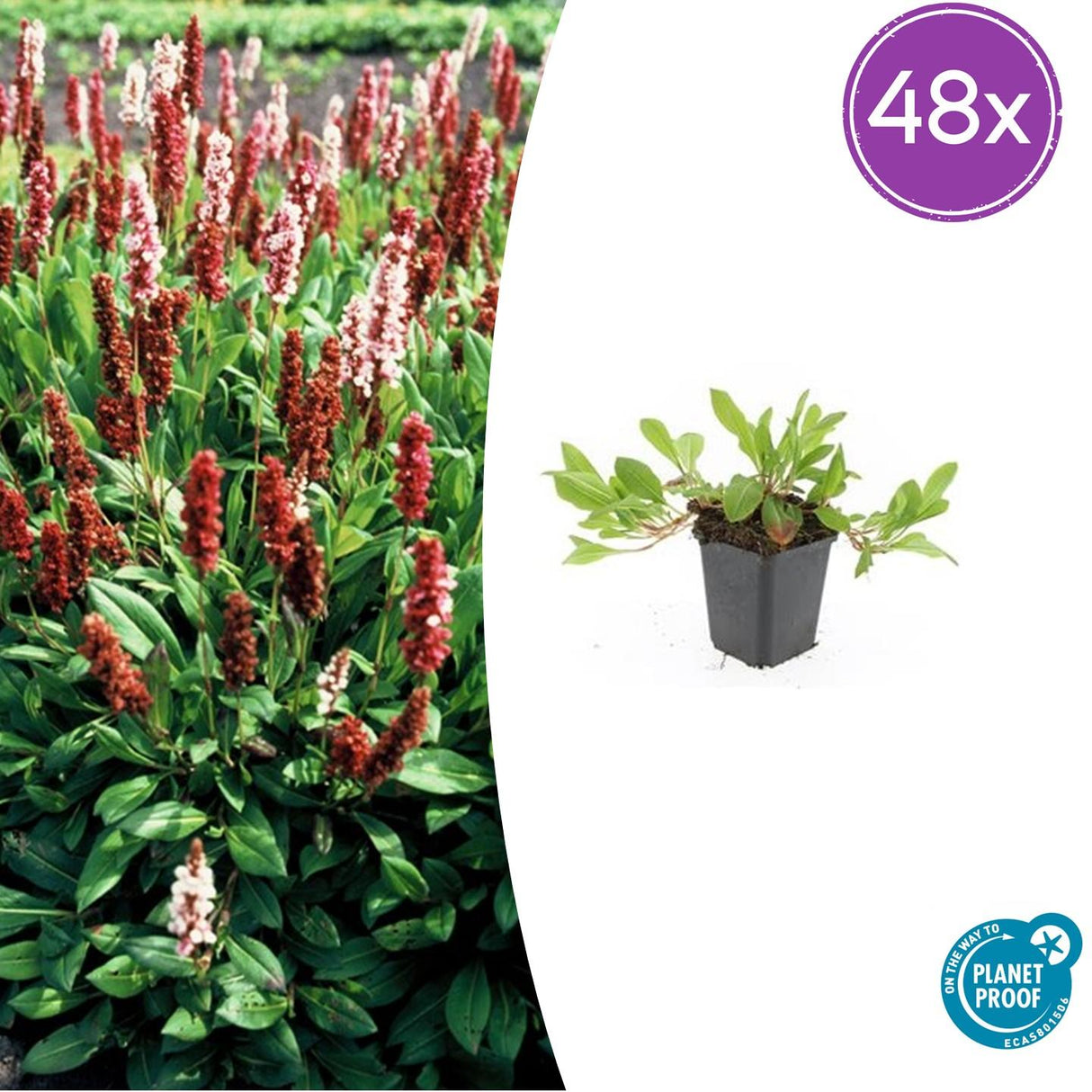 48x Persicaria aff. 'Darjeeling Red' - ↕10-25cm - Ø9cm
