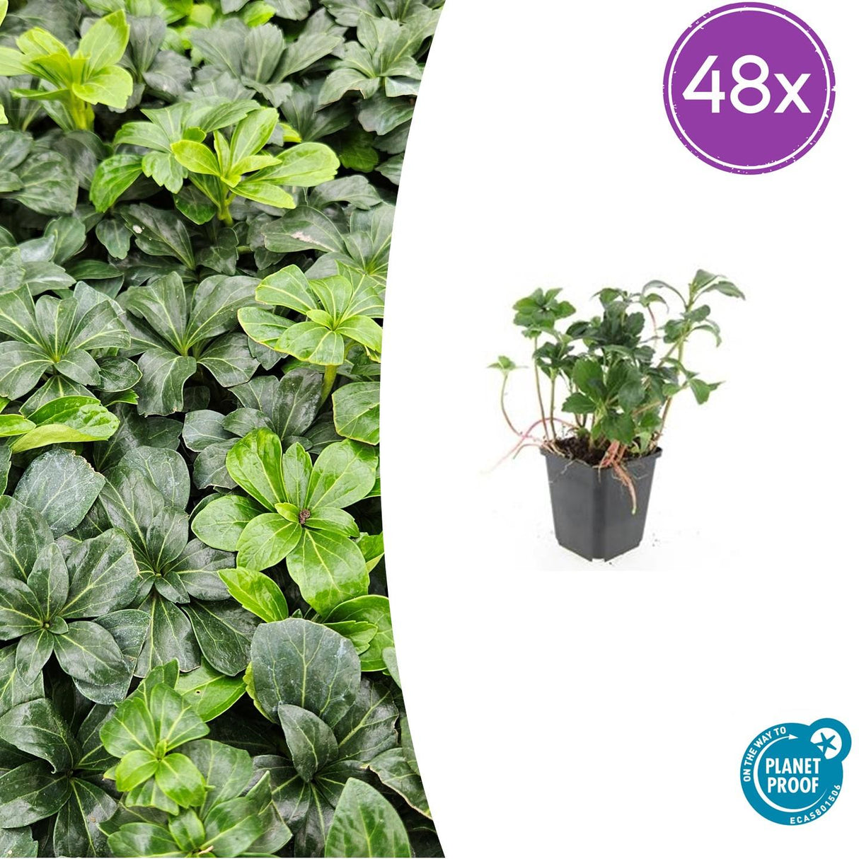 48x Pachysandra Sorte 'Green Sheen' - ↕10-25cm - Ø9cm