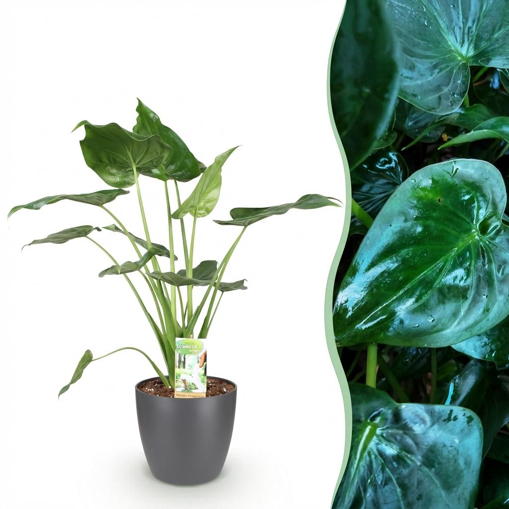 Alocasia Cucullata - Boeddha,s hand - Weinig onderhoud - Groen - 1 Plant - met Potter Grijs - Pot 21cm - Hoogte 65-70cm