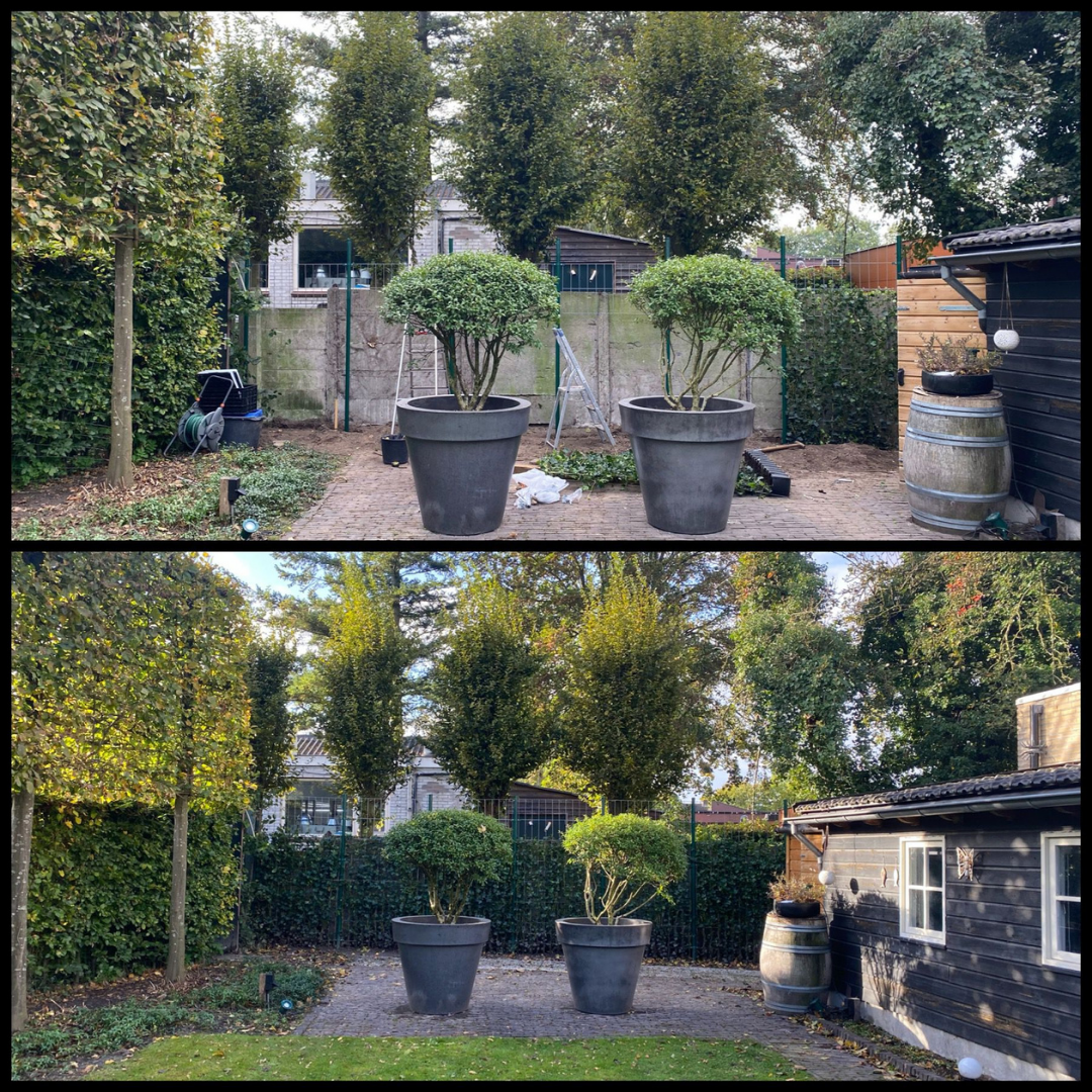 Hedera Hibernica - Klimop - Kant-en-Klaar Haag | ↔120cm - ↨180 cm