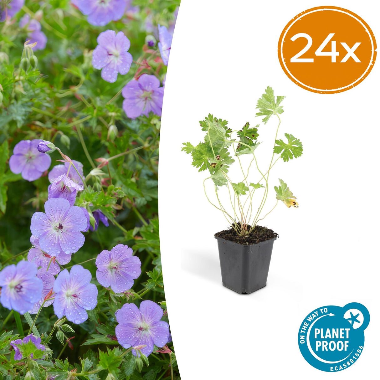 24x Geranium Rozanne - ↕10-25cm - Ø9cm