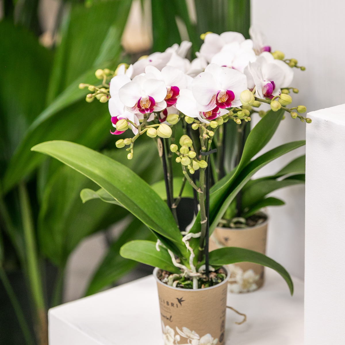 Kolibri Orchids | witte Phalaenopsis orchidee potmaat Ø9cm | Gibraltar | bloeiende kamerplant - vers van de kweker