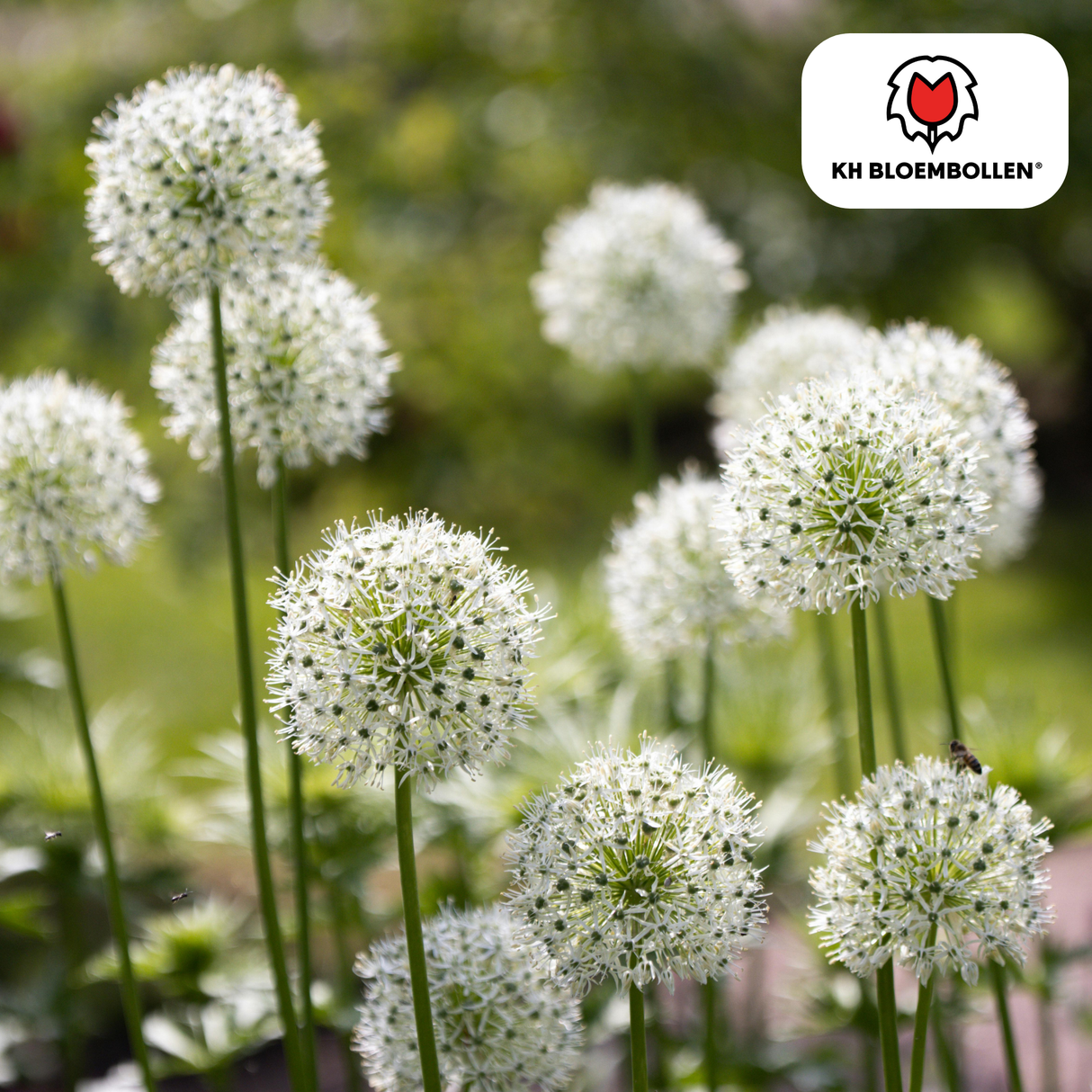 Allium White Giant 5 Stück