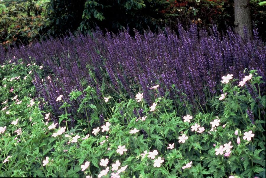 24x Salvia nem. 'Mainacht' - ↕10-25cm - Ø9cm