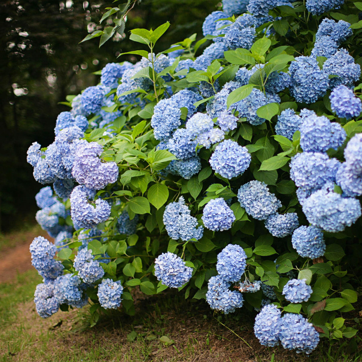 Hortensia / Hydrangea macrophylla Blue - Bloem Blauw - 1 Plant - Bladverliezend - Weinig Onderhoud - Pot 17cm Hoogte 30cm